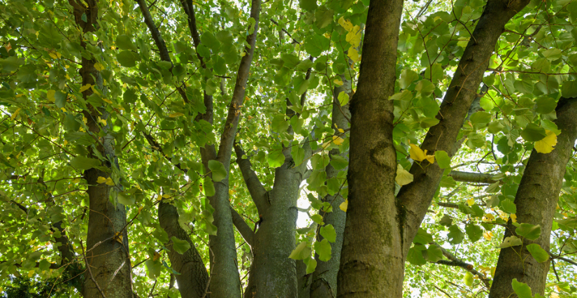 Sortie nature "Rallye arbres pour les plus jeunes" à la Maison Paris Nature, 12e