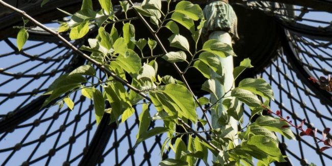 RDV nature de l'été : Animation Flash dans le Jardin des Plantes