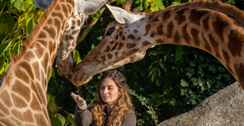Petit-déjeuner avec les girafes au Parc Zoologique de Paris
