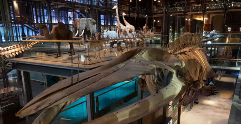 Atelier "Le mystère de l’Océan" à la Grande Galerie de l’Évolution, Paris 5e