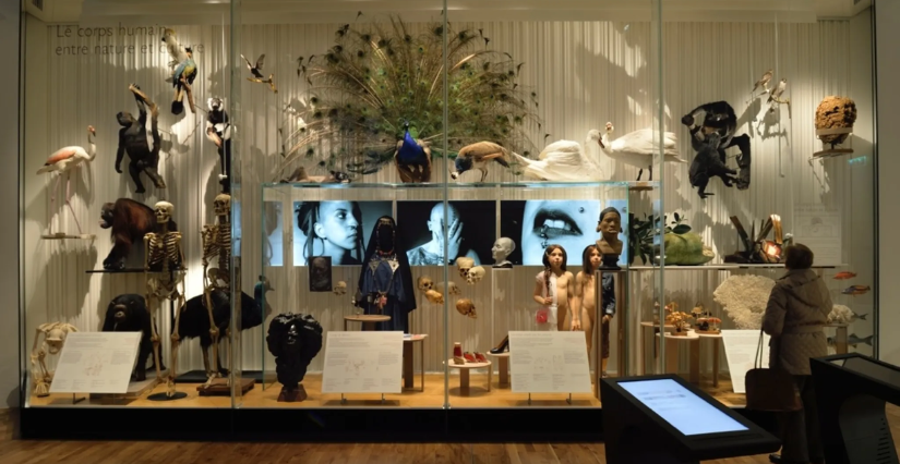 Visite guidée « Aux origines du genre » en famille au Musée de l'Homme, Paris 16e