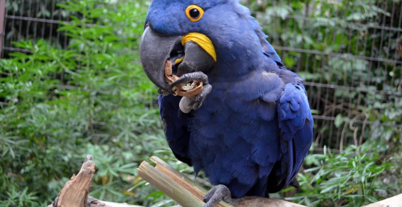 Activité Apprentis Soigneurs : Oiseaux, au Parc Zoologique de Paris 12ᵉ