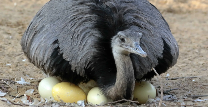 Évènement de Pâques "De la coquille au cacao : Pâques au Jardin" au Jardin des Plantes, Paris 5e