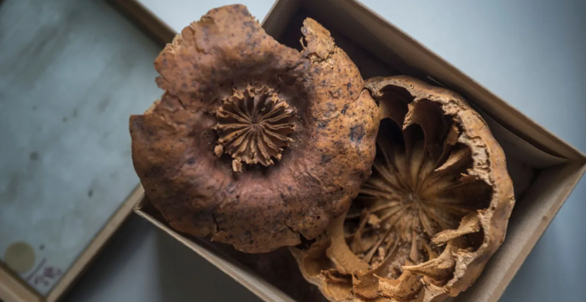 Rencontre "Archéologie du pavot somnifère" en famille au Musée de l'Homme, Paris 16e