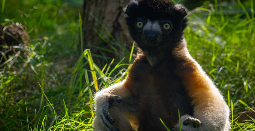 Activité Apprentis Soigneurs : Lémuriens de Madagascar, au Parc Zoologique de Paris 12ᵉ