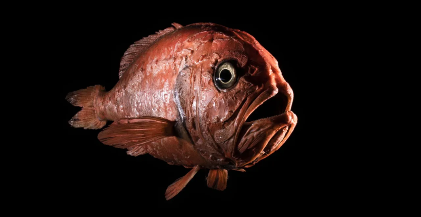 Rencontre "Laboratoire de Zoo-Poétique des Abysses : sciences, fiction et poésie" au Musée de l'Homme, Paris 16e