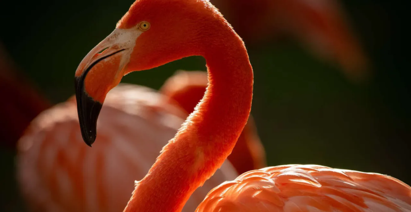 Animation Flash à la Ménagerie du Jardin des Plantes