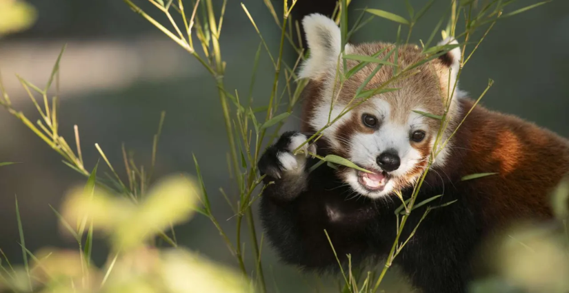 Événement "Rencontre avec les pandas roux" du Jardin des Plantes, Paris 5e