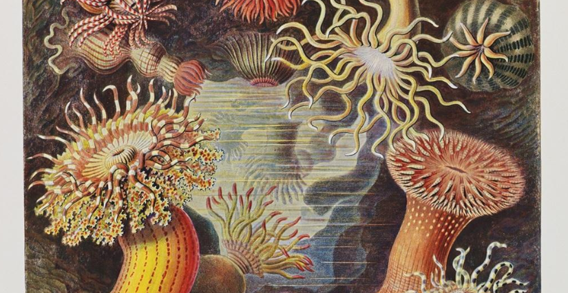 Visite-atelier "Le mystère des abysses" au musée national de la Marine à Paris 16e