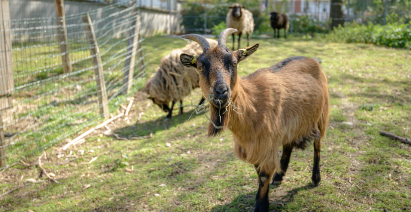 Soigneur d'un jour à la ferme pédagogique René Binet, Paris 18e